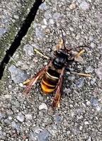 Vespa Velutina, DO, Ruhrallee 2